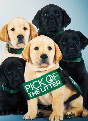 崽之抉择Pick of the Litter